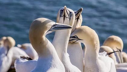 im体育在线登录入口地址-赛季MVP竞争白热化，多位候选人状态出众，这赛季mvp