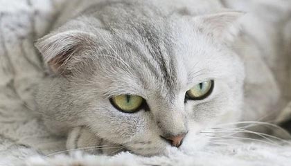 im电竞官网首页-凯尔特人队防守稳固 连胜势头不可阻挡，凯尔特人队厉害吗