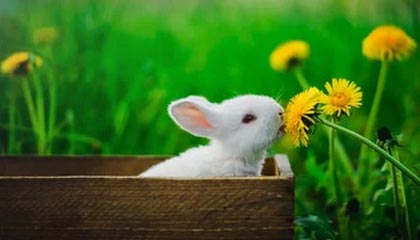 im体育在线登录入口地址-赛季MVP竞争白热化，多位候选人状态出众，这赛季mvp