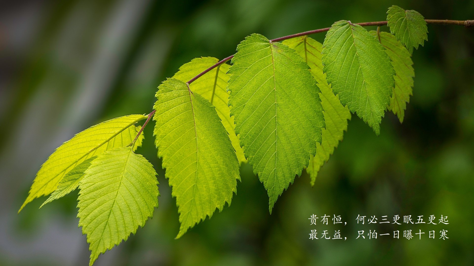 伊朗男足在巴黎奥运会上表现出色，赢得银牌，21年伊朗男足大名单