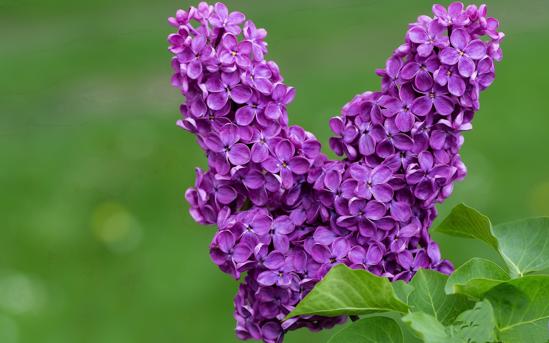 IM体育下载-卡塔尔女篮在亚洲预赛中奋勇，迈向奥运