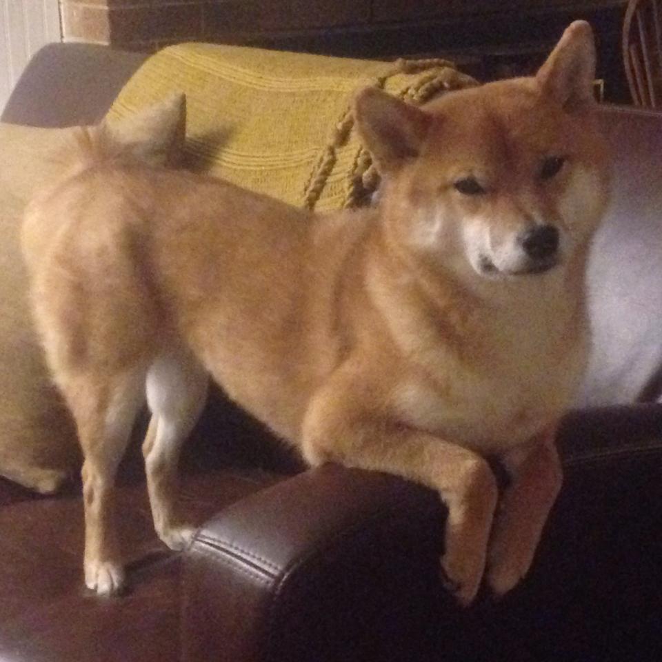 渡边一平稳步提升成绩,赛场表现亮眼,渡边庸一百科