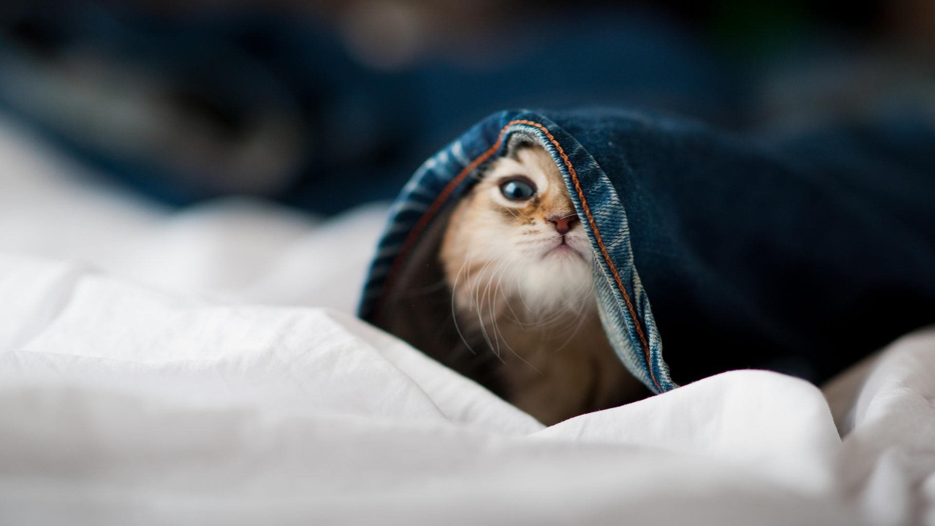 澳大利亚橄榄球的青训计划迎来突破，全球球员涌入，澳大利亚nrl橄榄球联赛